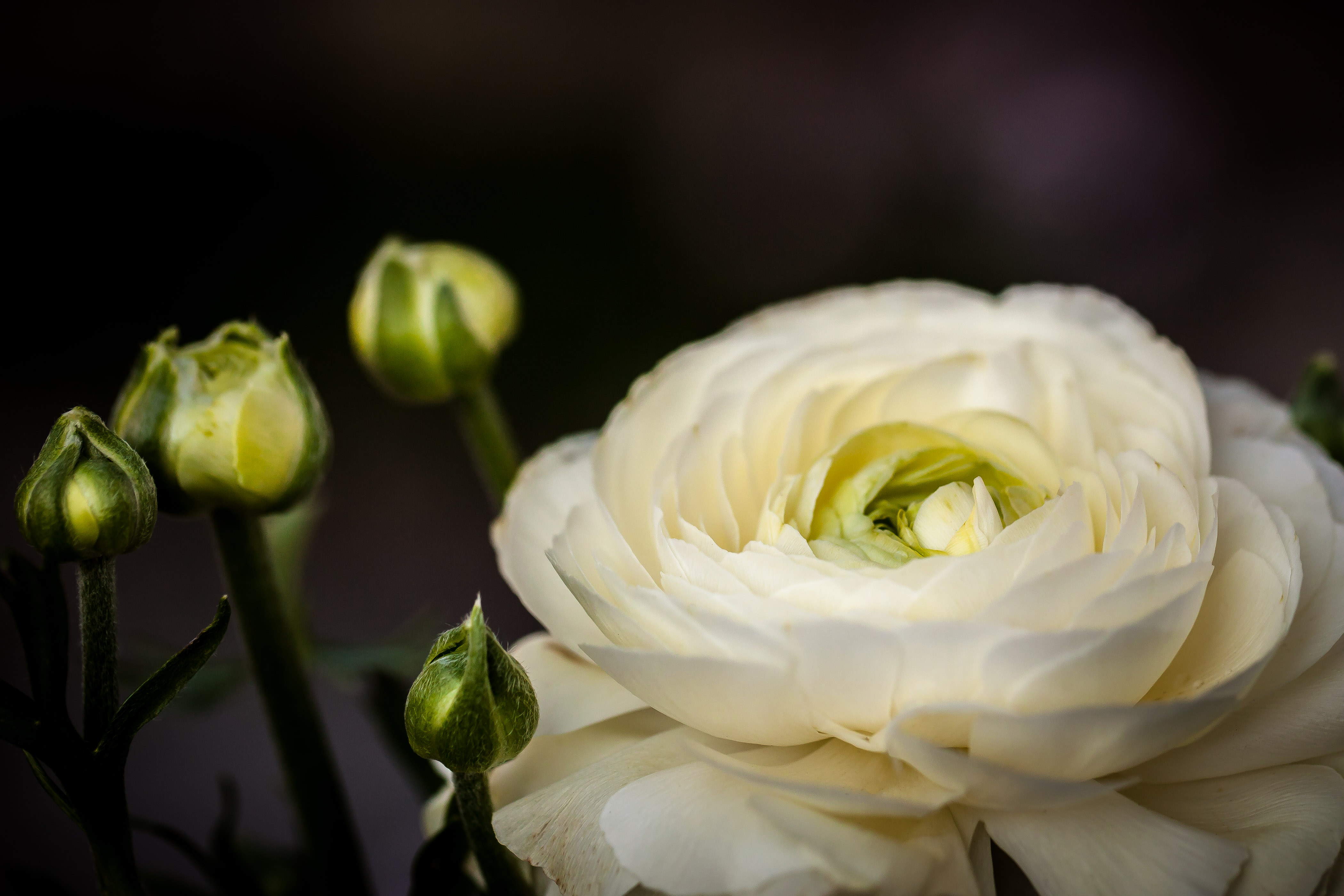 20170408 Blumen im Garten 003